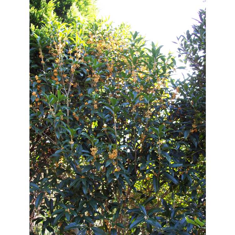 Osmanthus fragrans aurantiacus