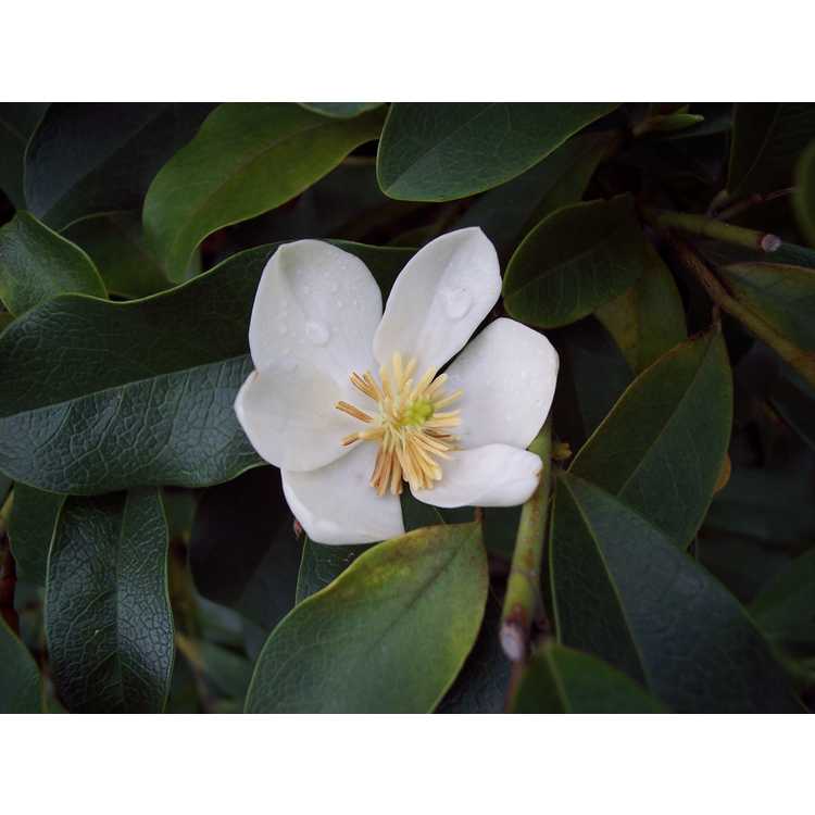 Magnolia laevifolia Michelle