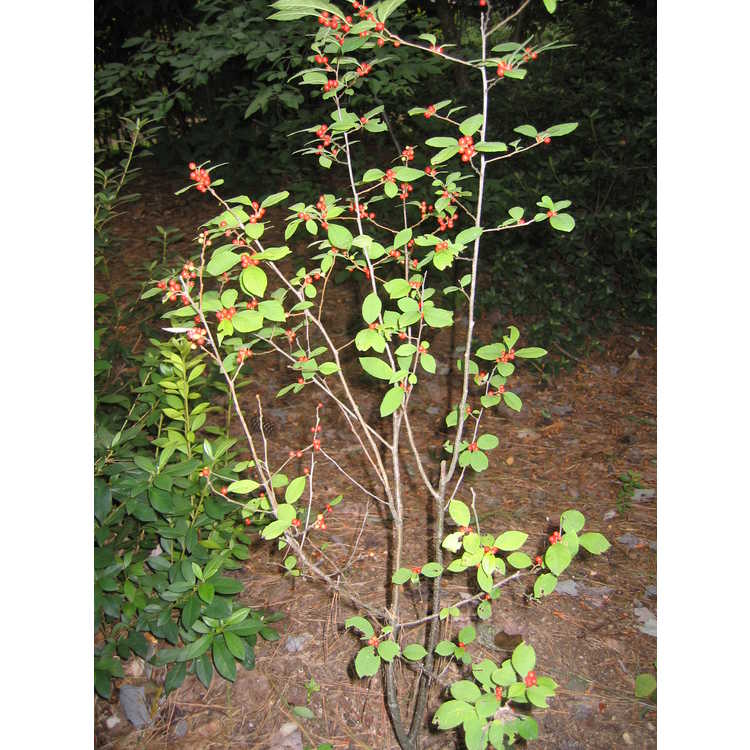 winterberry holly