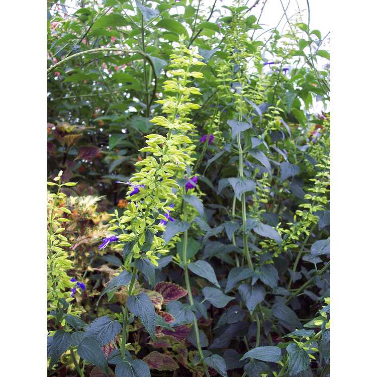 <em>Salvia mexicana</em> 'Limelight'