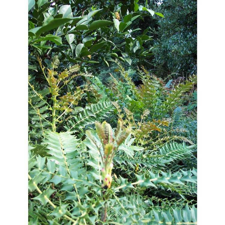 Mahonia lomariifolia - Burmese mahonia