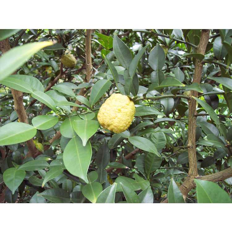 Citrus cavaleriei - Ichang lemon