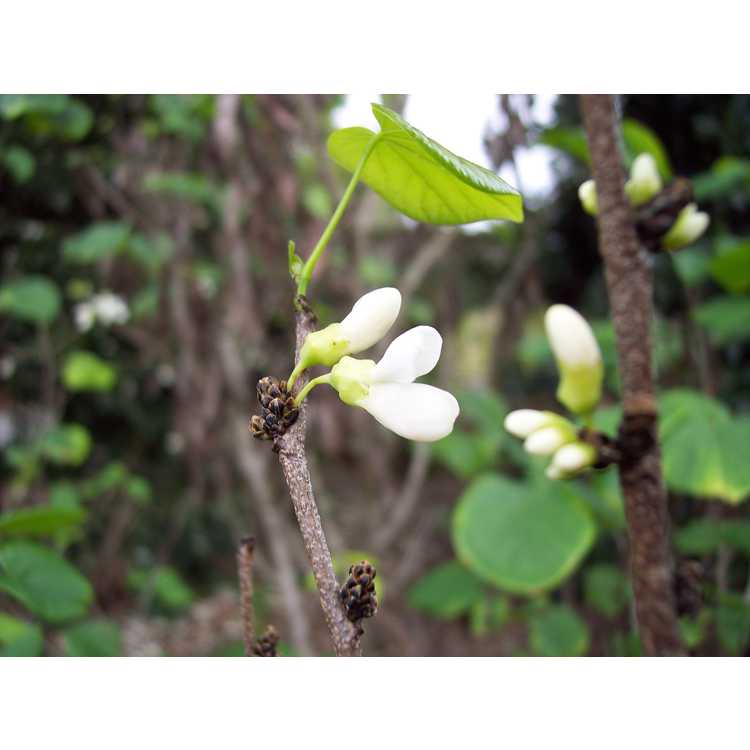 Cercis chinensis 'Shirobana' - white Chinese redbud 