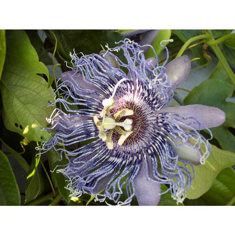 Passiflora 'Elizabeth' - passion flower