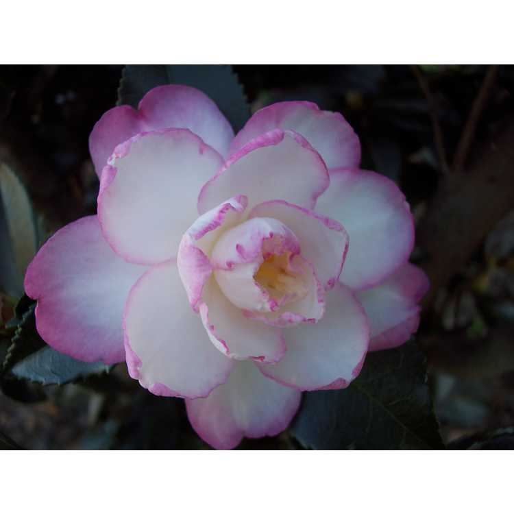 <em>Camellia sasanqua</em> 'Leslie Ann'