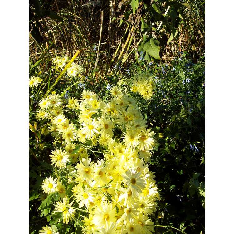 Chrysanthemum 'Gethsemane Moonlight' - garden chrysanthemum