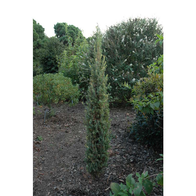Juniperus communis 'Tage Lundell' - variegated common juniper