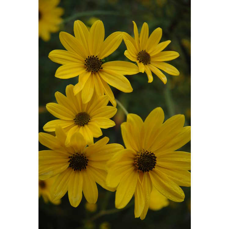 Helianthus - sunflower