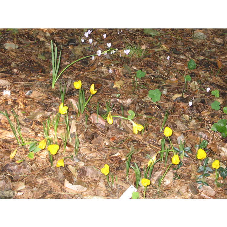 winter daffodil