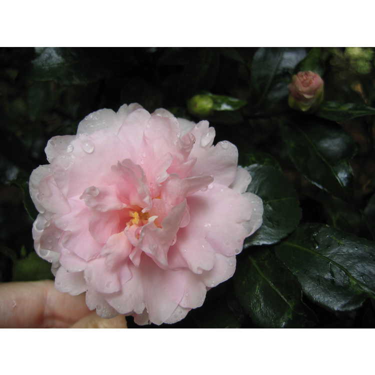 Camellia sasanqua - sasanqua camellia