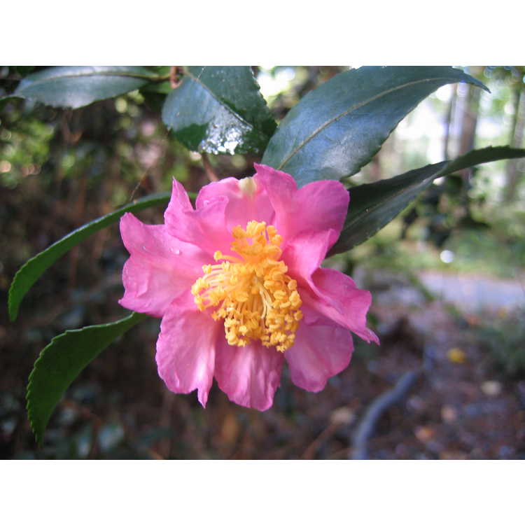 Camellia sasanqua - sasanqua camellia