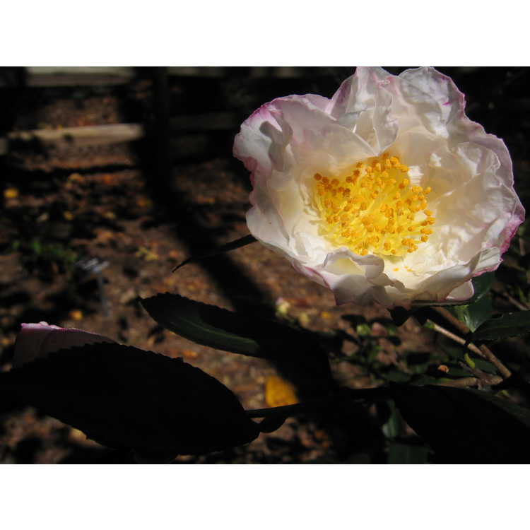 <em>Camellia sasanqua</em> 'Northern Lights'