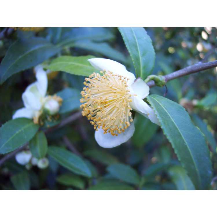 Camellia sinensis - tea