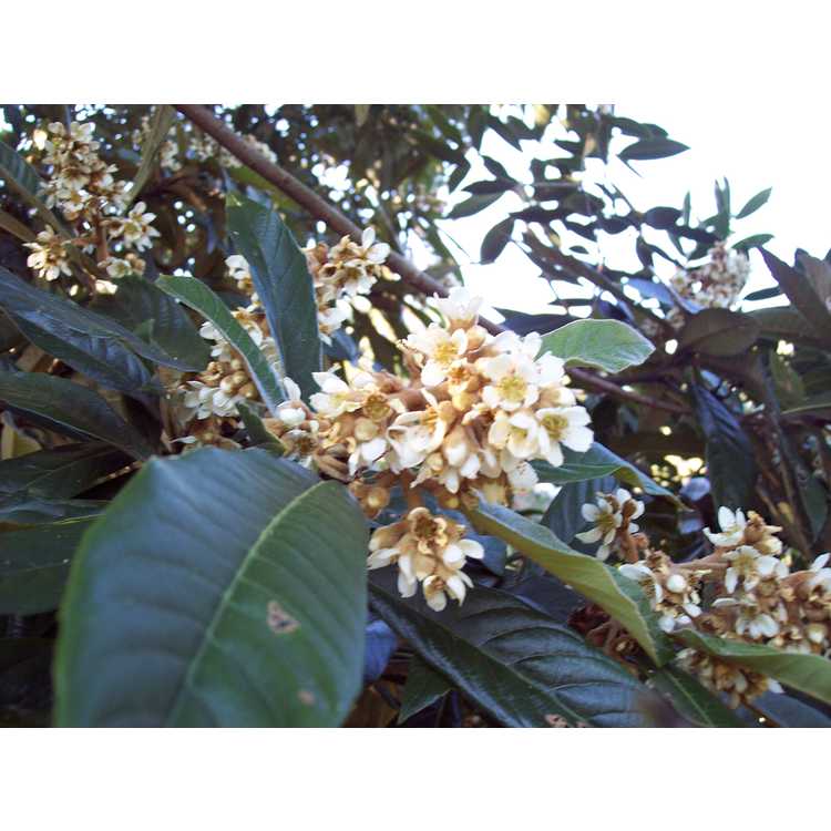 Eriobotrya japonica 'Coppertone'
