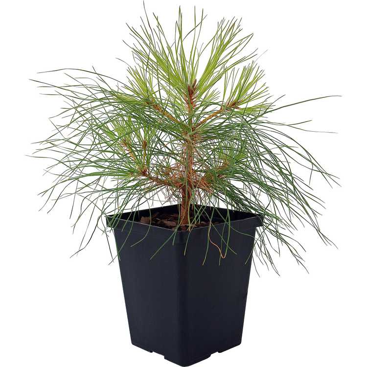 Pinus taeda NCSU Dwarf Group