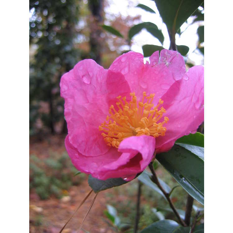 Camellia - camellia