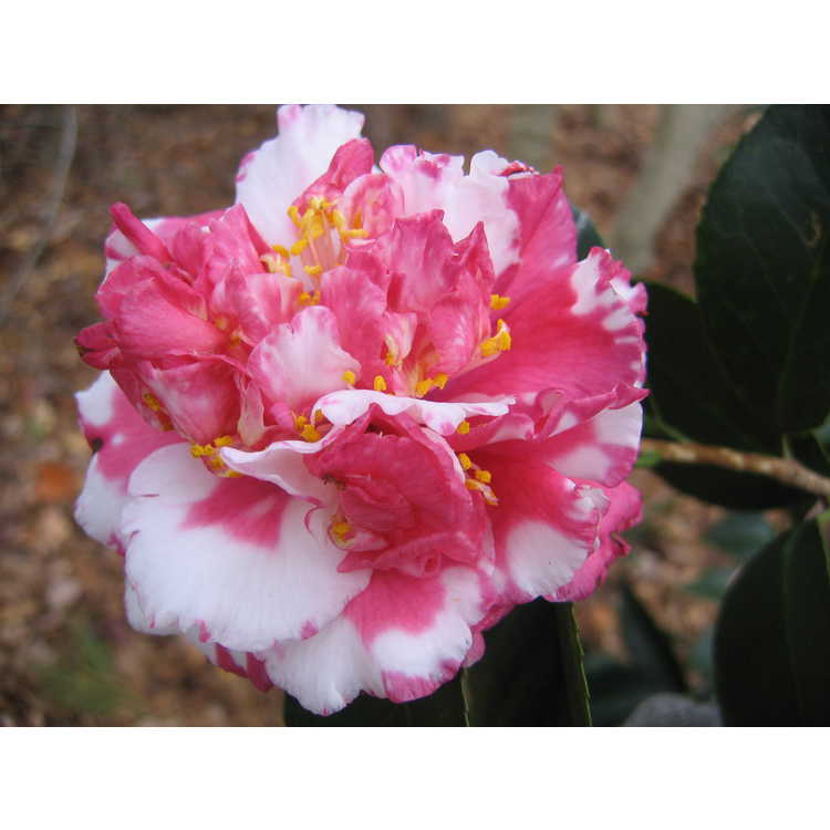 <em>Camellia japonica</em> 'Daikagura'