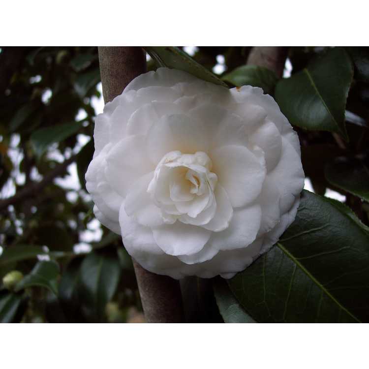 Camellia japonica White By The Gate