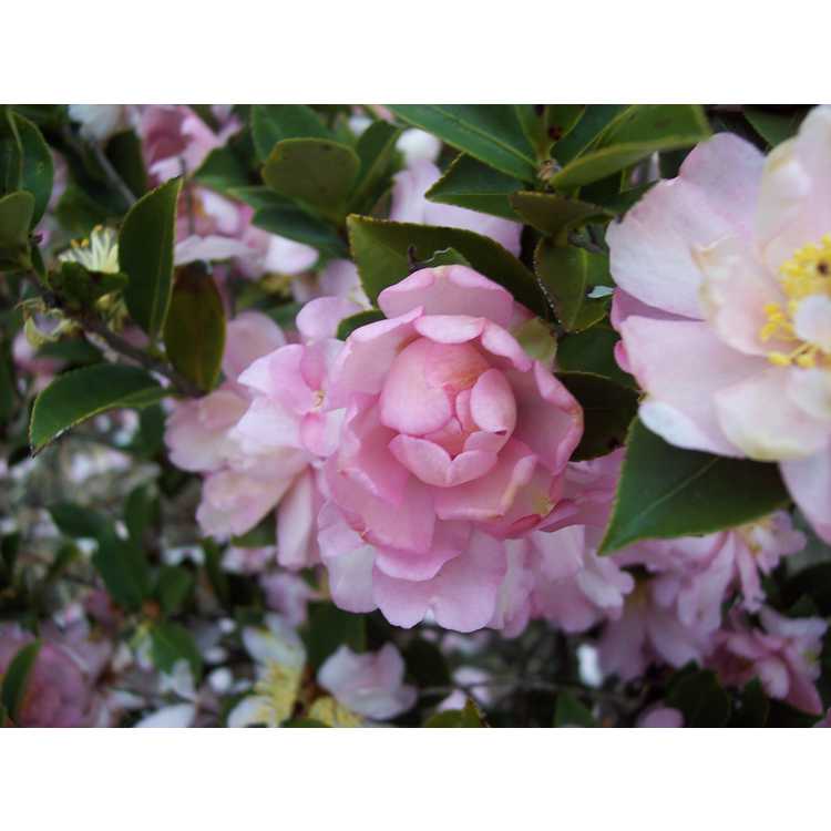 <em>Camellia sasanqua</em> 'Pink Snow'