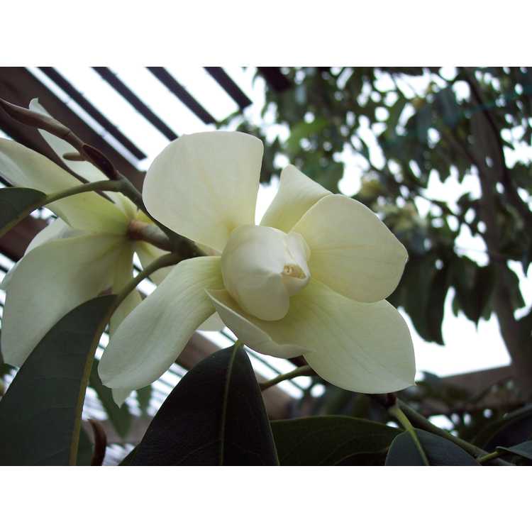 Magnolia cavaleriei - magnolia