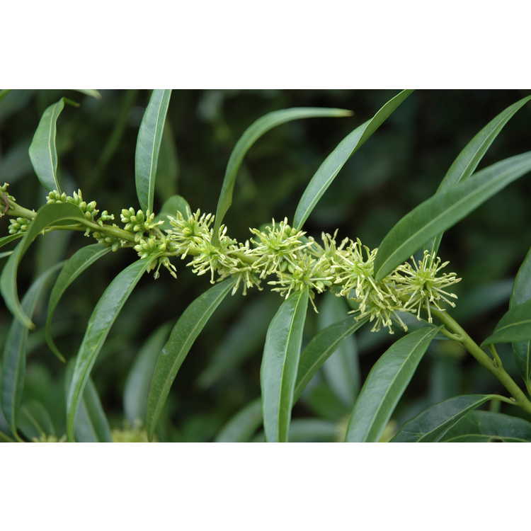 Sarcococca saligna - willow-leaf sweet box