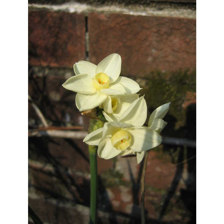 Narcissus - daffodil