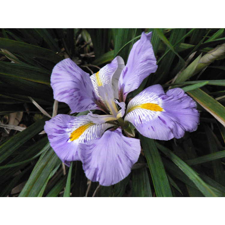 Iris unguicularis - winter flowering iris