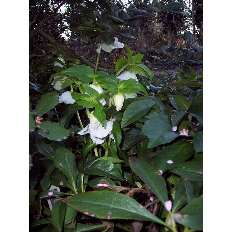 Helleborus hybridus Royal Heritage strain