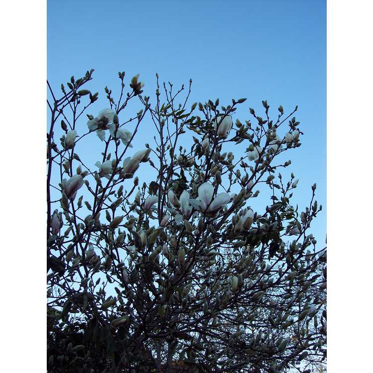 Magnolia ×soulangeana 'Speciosa' - saucer magnolia