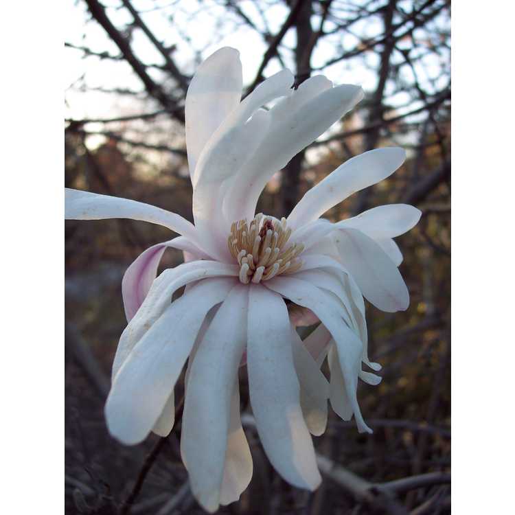Magnolia loebneri Willowwood