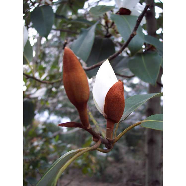 <em>Magnolia cavaleriei</em> var.<em> platypetala</em>