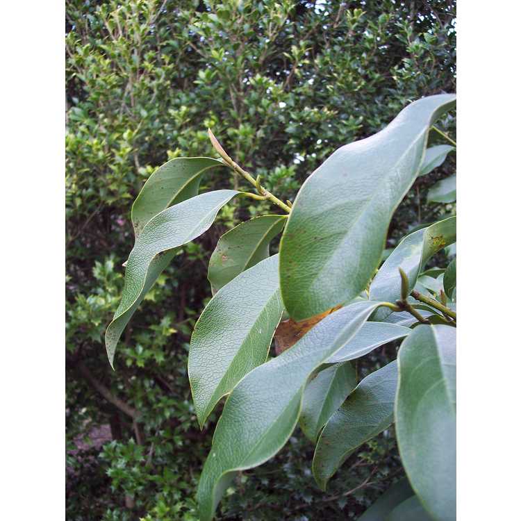 <em>Magnolia ernestii</em>