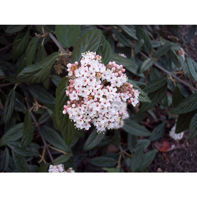 Viburnum ×pragense 'Decker'