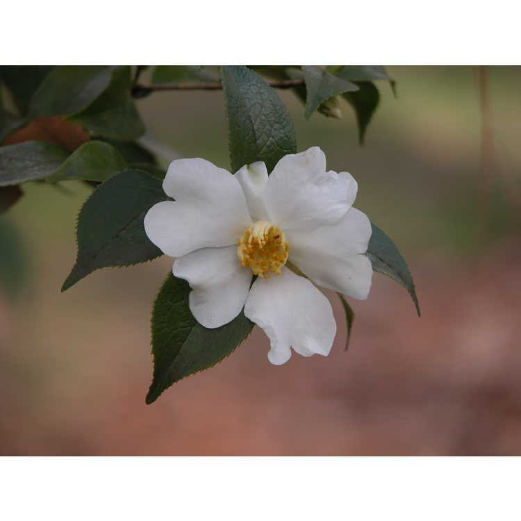Camellia-grijsii-003-NBG-1-07.JPG
