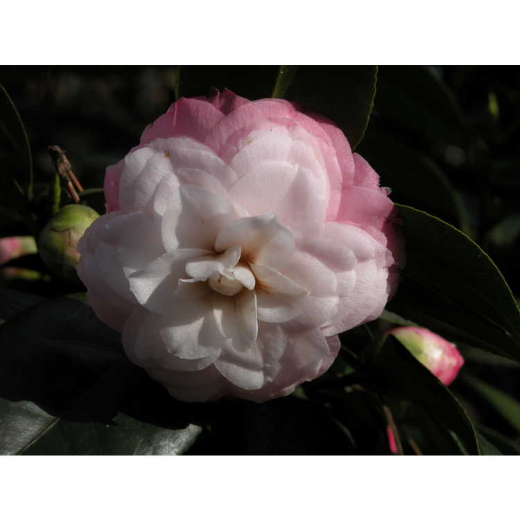 Camellia-japonica-Baby-Pearl-001-NBG-1-07.JPG