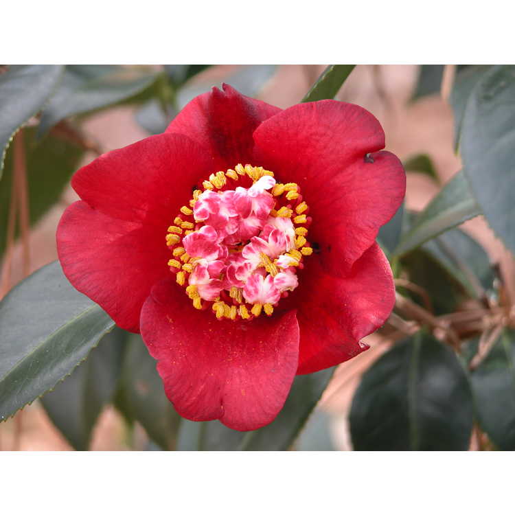 <em>Camellia japonica</em> 'Lipstick'