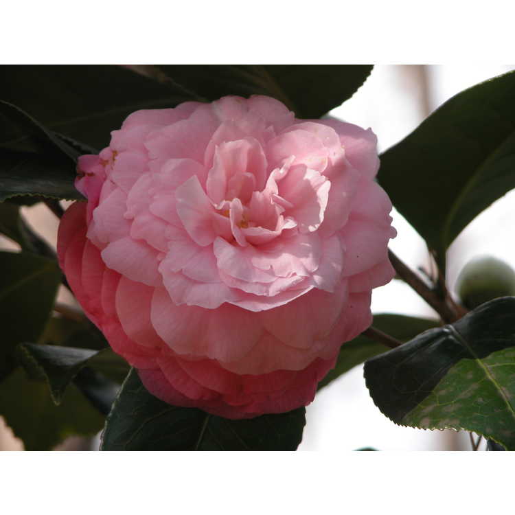 <em>Camellia japonica</em> 'Masterpiece Pink'