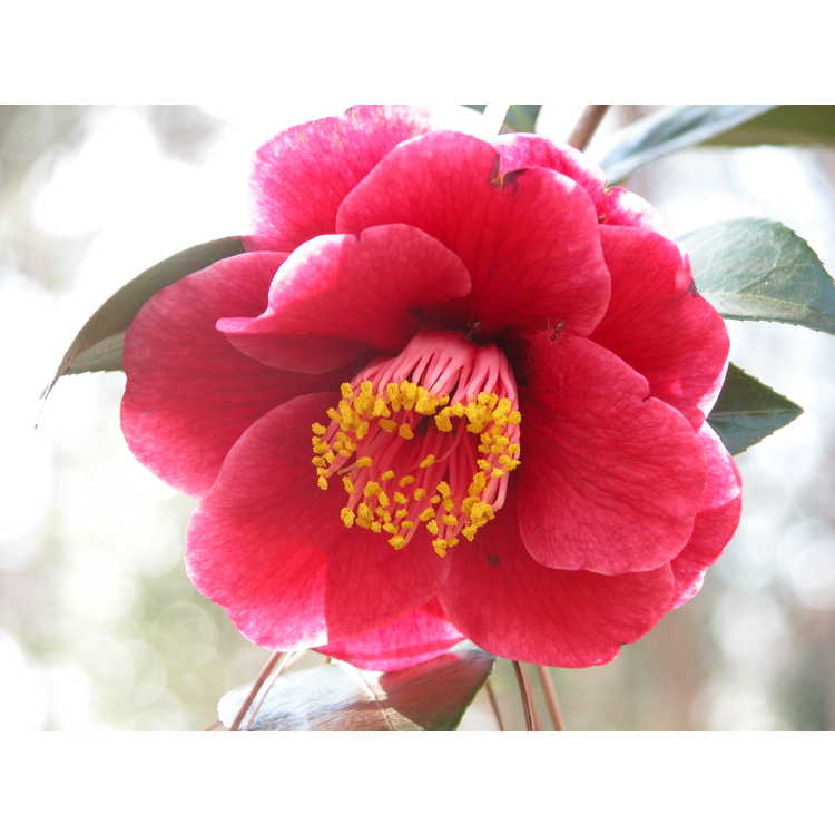 Japanese camellia