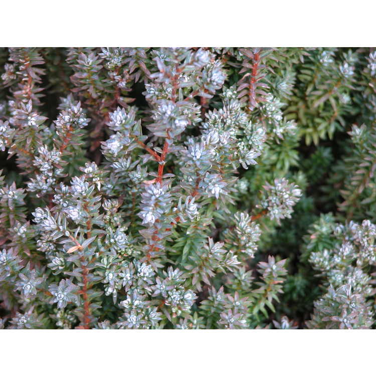 Chamaecyparis thyoides 'Rubicon' - Atlantic white-cedar
