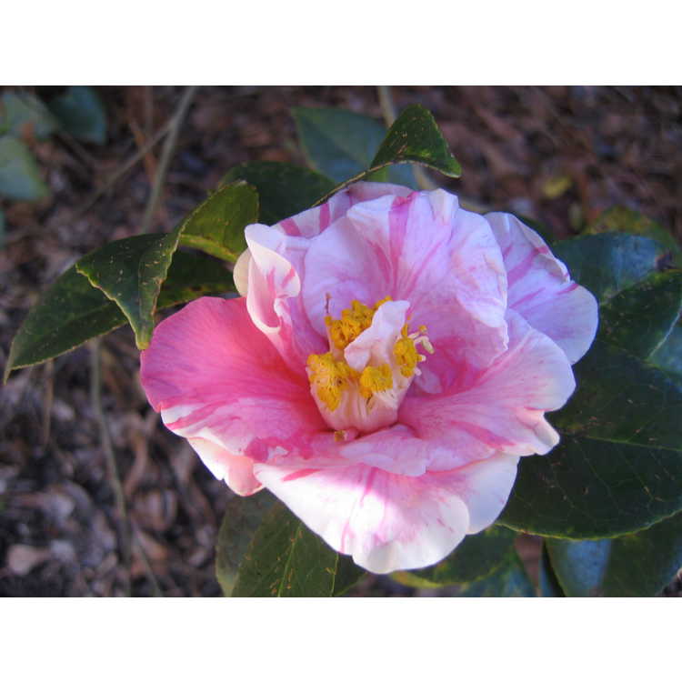 Camellia japonica - Japanese camellia