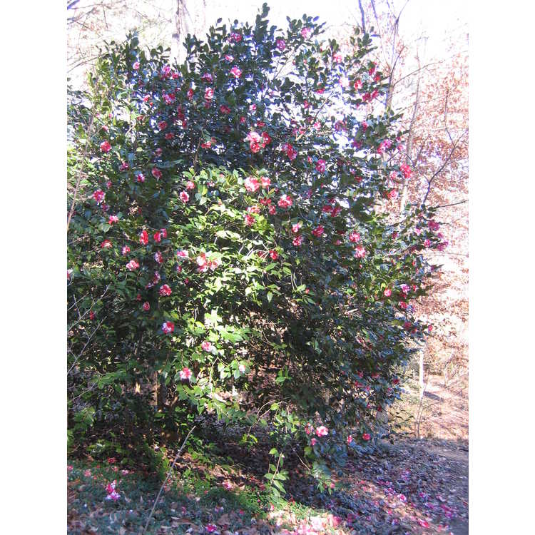 Camellia japonica 'Governor Mouton' - Japanese camellia