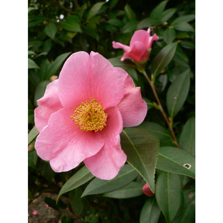 Camellia williamsii Mary Christian