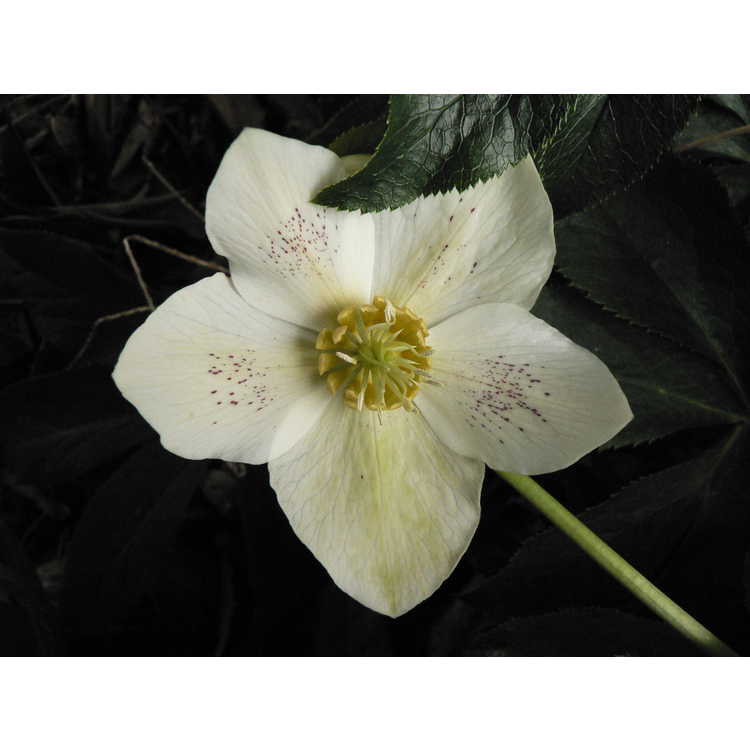 Helleborus ×hybridus (Ashwood Garden hybrids)
