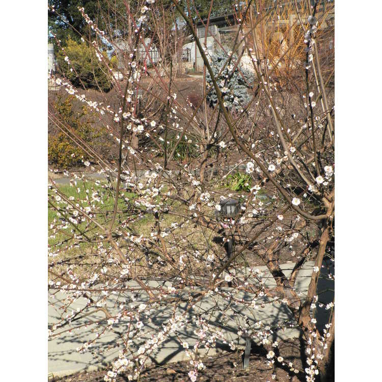 Prunus mume 'Omoi-no-mama' - Japanese flowering apricot