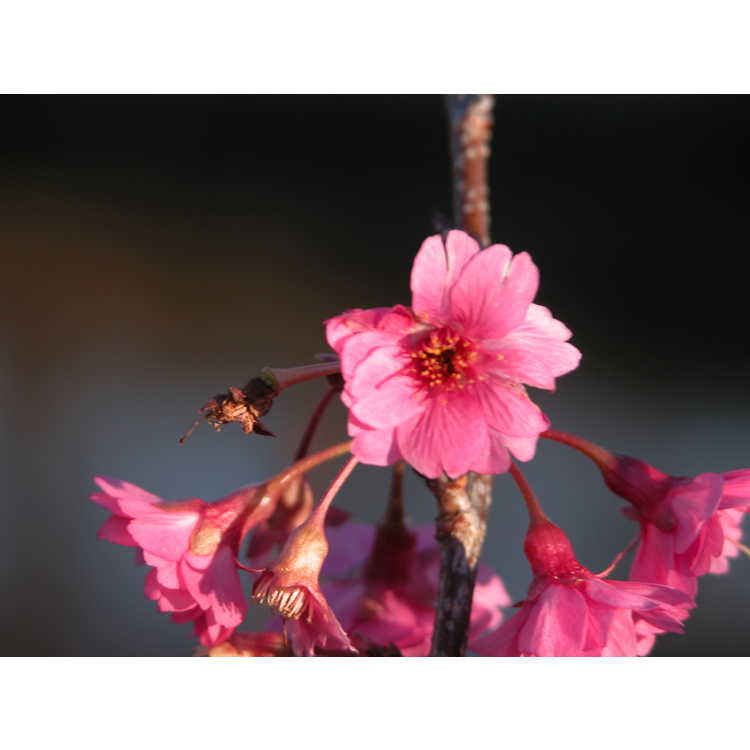 Prunus campanulata - Taiwan cherry