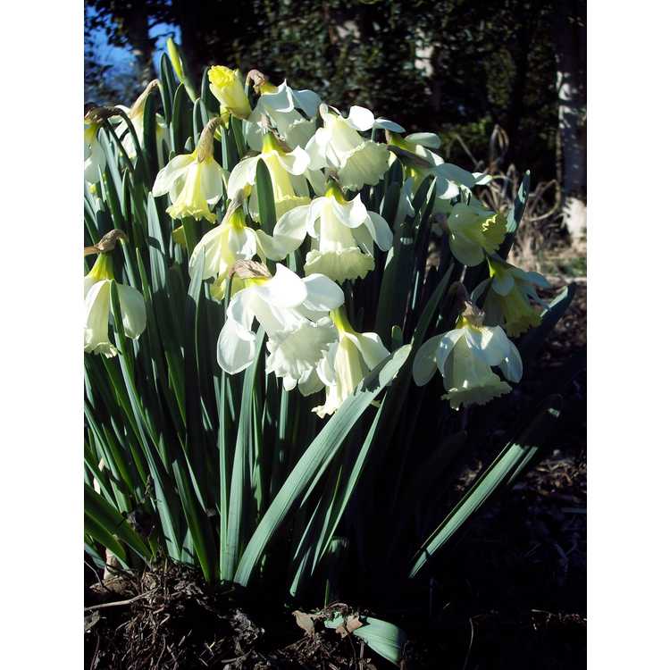 Narcissus pseudonarcissus subsp. moschatus - daffodil