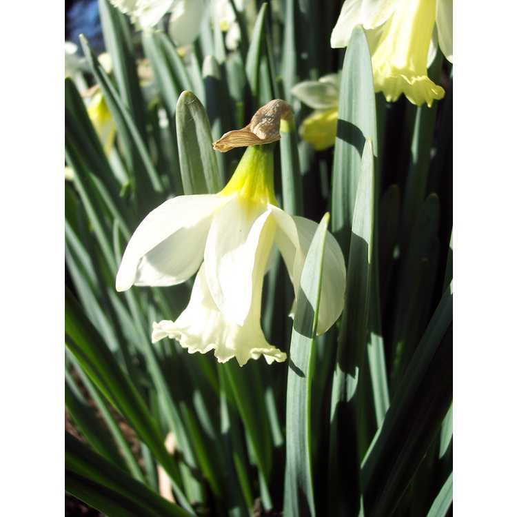 Narcissus pseudonarcissus moschatus