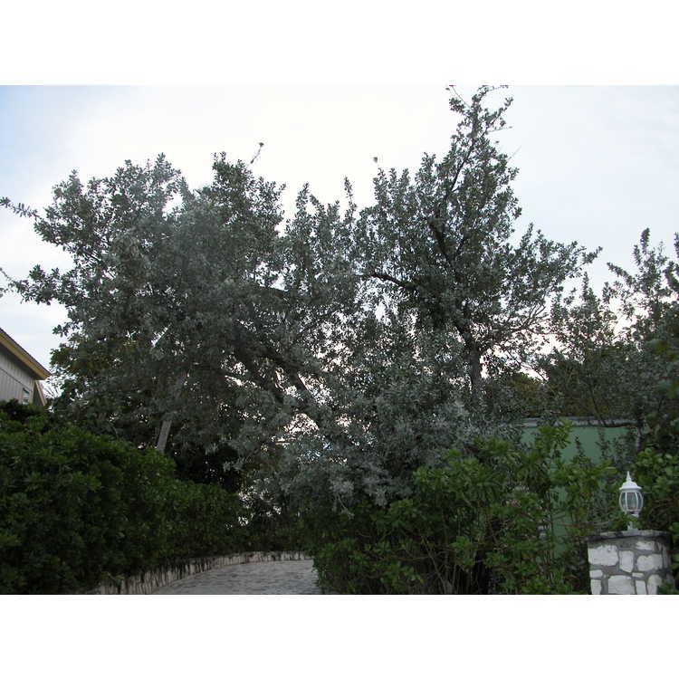 silver buttonwood
