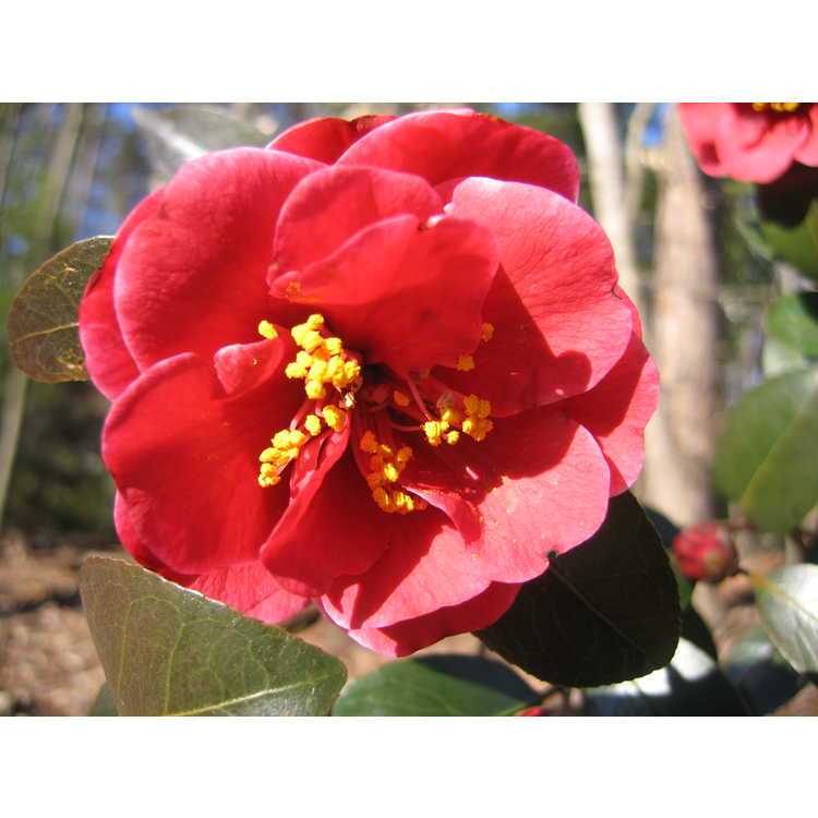 <em>Camellia japonica</em> 'Tama Vino'