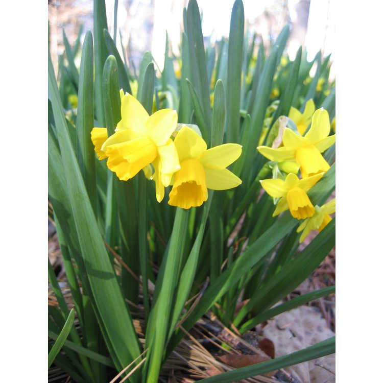 Narcissus - daffodil